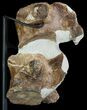 Two Fossil Plesiosaur Vertebrae With Metal Stand - Goulmima, Morocco #89864-1